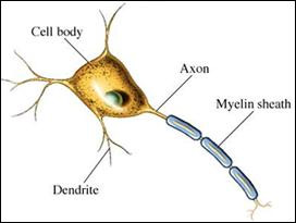 MULTIPLE-SCLEROSIS_01